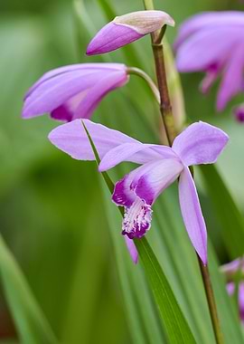 bletilla striata flower