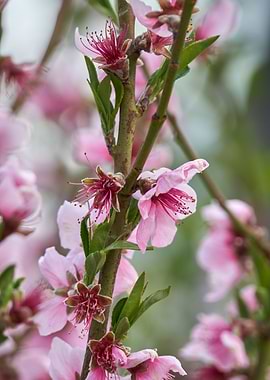 peach flower in bloom
