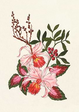 Pink Cattleya Orchid