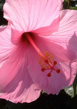 Pink Hawaii Aloha Hibiscus