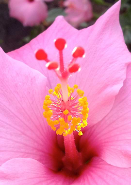 Pink Hawaii Aloha Hibiscus