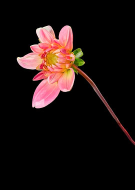 pink dahlia on black