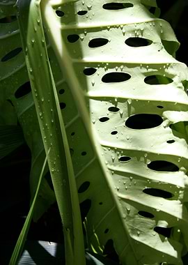 Rainforest Monstera Nature