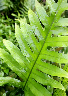 Hawaiian Rainforest Fern