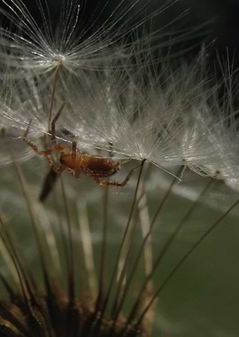 Spider in Dandelion