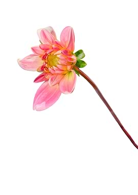 isolated pink dahlia