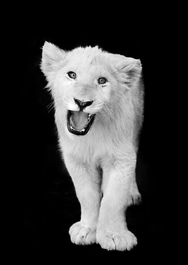 Lion Cub