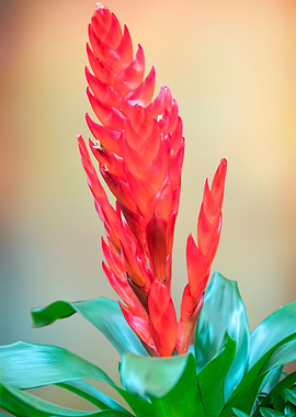 vriesea carinata flower