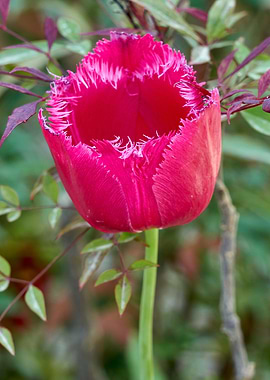 pink tulip flower