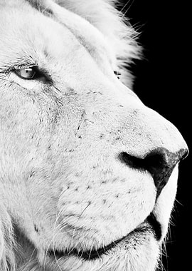 White Lion