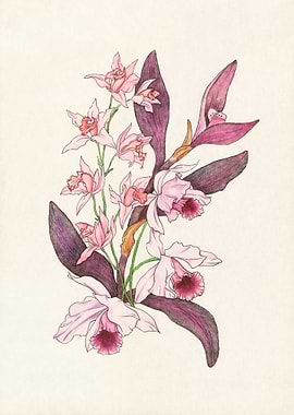 Pink & Purple Orchids