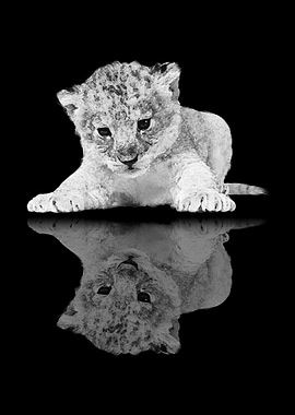 lion cub reflection 3