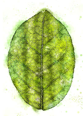 Watercolour Leaf