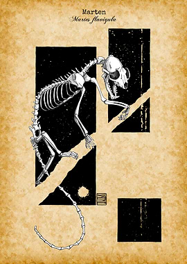 Marten Skeleton