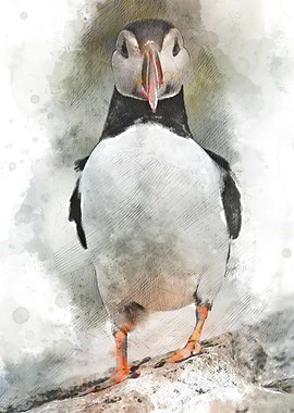 Watercolour Puffin