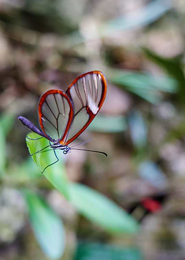 Transparent Butterfly