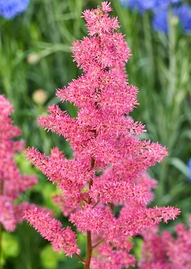 astilbe flower in bloom