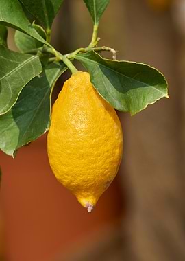 yellow lemon on tree