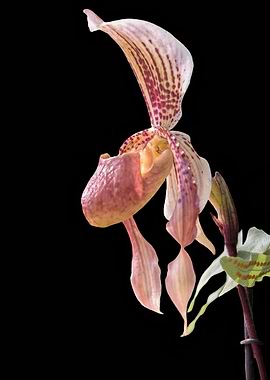 isolated orchid on black