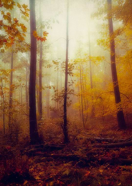 rainwood