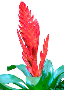 vriesea carinata flower