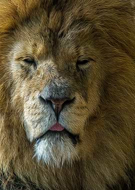 Lion Portrait