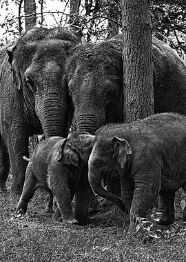 Elephant Family