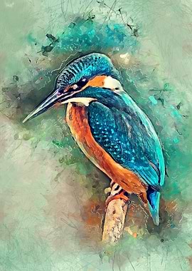 Kingfisher