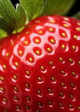 Fresh strawberry closeup