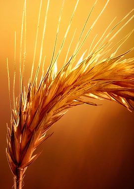 Wheat macro