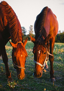 Horses