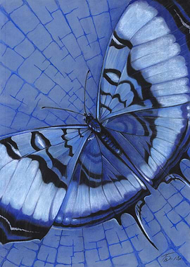 Butterfly Designs 7