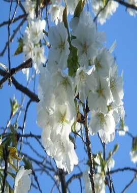 White Blossom