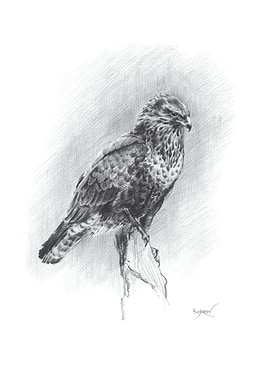Common Buzzard