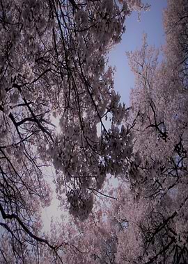 Cherry Blossom Sunlight