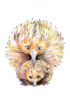 Enigmatic Echidnas