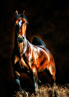 Beautiful horse
