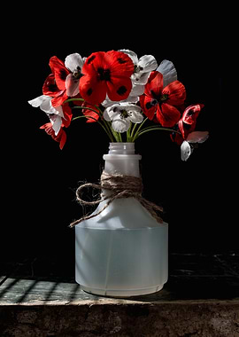 Red and white poppies