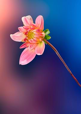 pink dahlia on texture