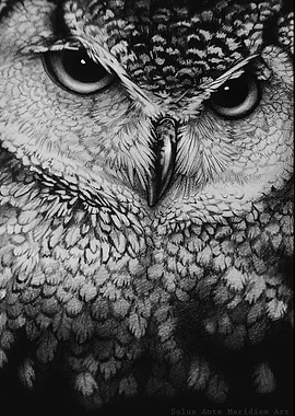 Great Owl
