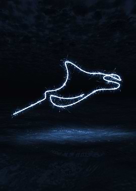 sparkling manta rays