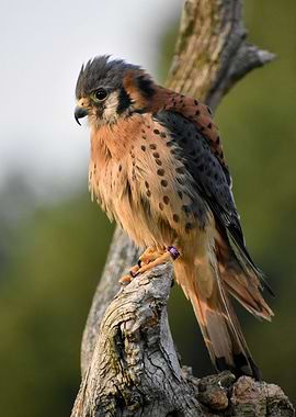 Kestrel