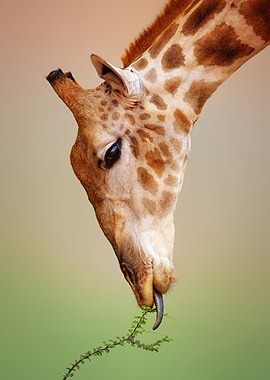 Giraffe eating closeup