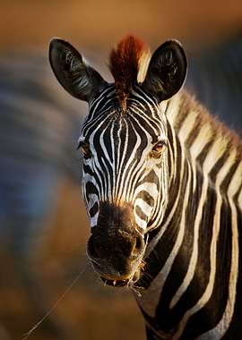 Zebra portrait closeup