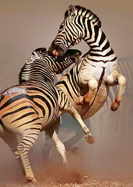 Zebras fighting