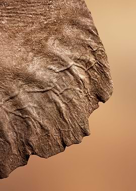 Elephant ear closeup