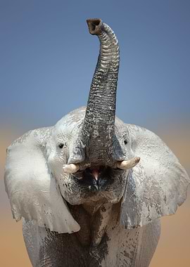 Muddy Elephant portrait