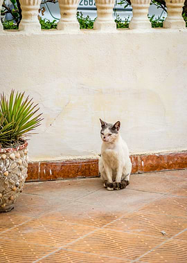 Houcima beach in summer