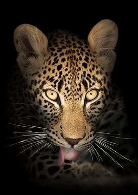 leopard in the dark