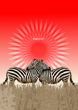 Zebras